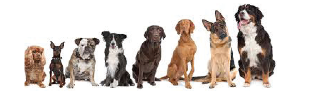 Dogs lined up