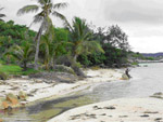 Coconut tree